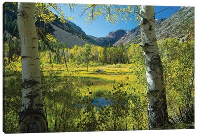 Tree With Mountain Range In The Background, Virginia Lakes, Bishop Creek Canyon, California, USA Canvas Art Print