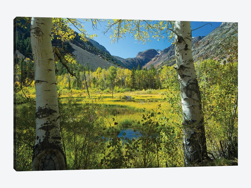 Tree With Mountain Range In The Background, Virginia Lakes, Bishop Creek Canyon, California, USA by Panoramic Images 1-piece Canvas Artwork