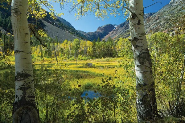 Bishop, California: Tree With Mountain Range In The Background, Virginia Lakes, Bishop Creek Canyon, California, USA by Panoramic Images
