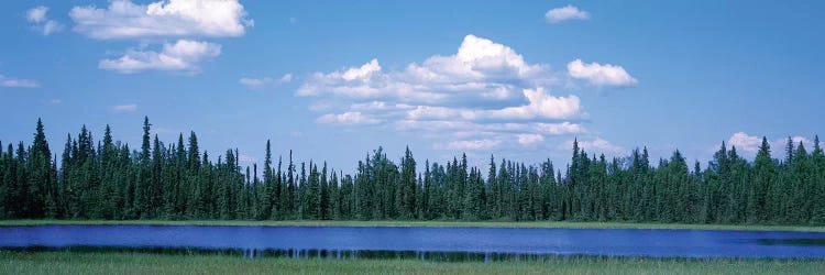 Trees At The Lakeside, Alaska, USA