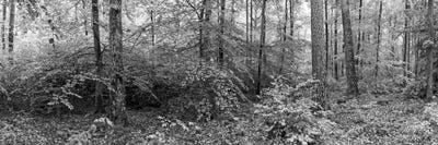 Trees In A Forest, Baden-Württemberg, Germany by Panoramic Images canvas print