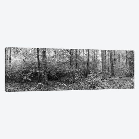 Trees In A Forest, Baden-Württemberg, Germany Canvas Print #PIM14973} by Panoramic Images Art Print
