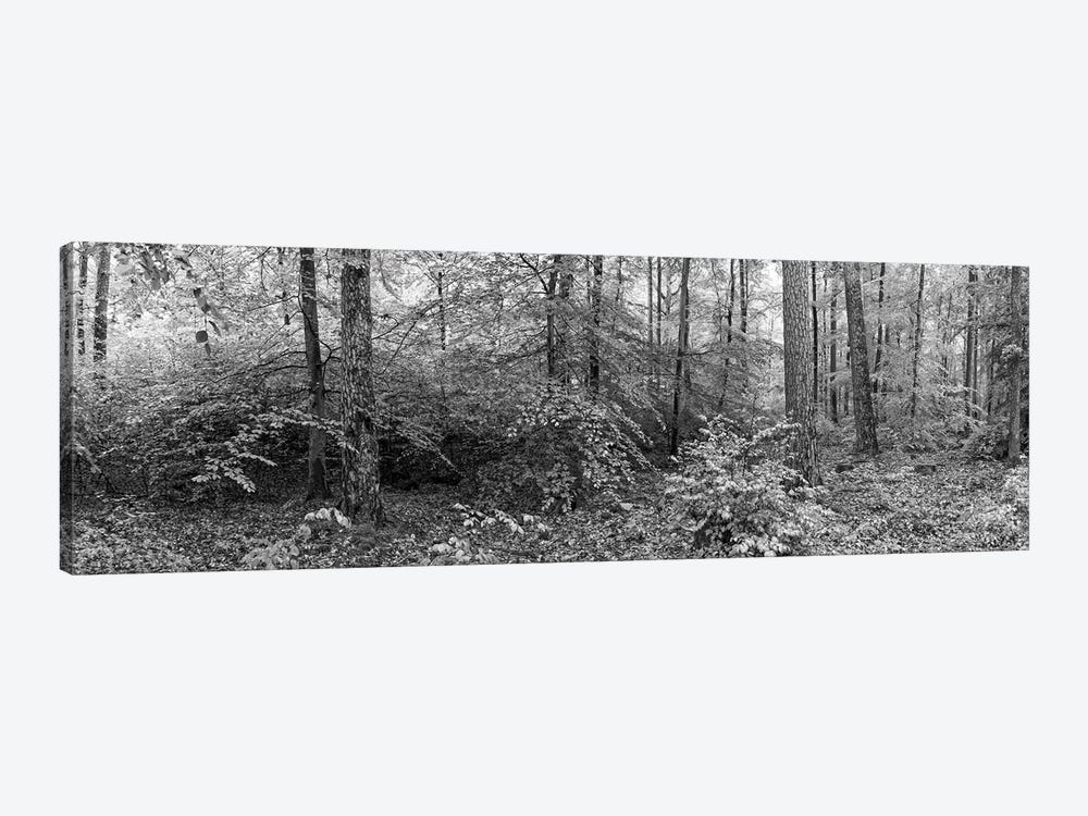 Trees In A Forest, Baden-Württemberg, Germany by Panoramic Images 1-piece Canvas Wall Art