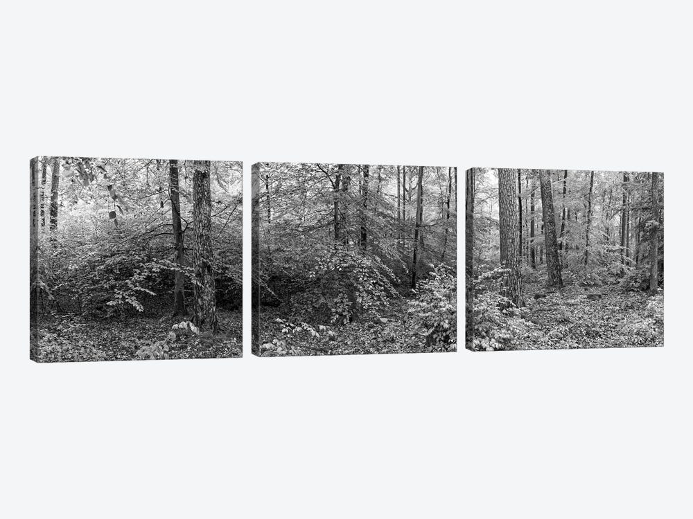 Trees In A Forest, Baden-Württemberg, Germany by Panoramic Images 3-piece Canvas Art