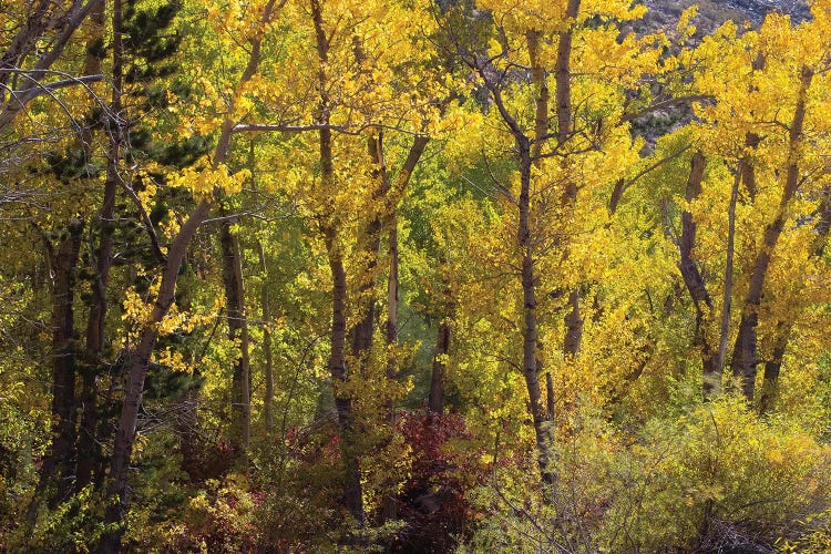 Trees In A Forest, Loop Falls, June Lake, California, USA