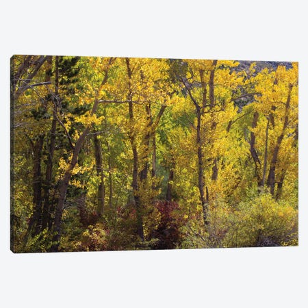 Trees In A Forest, Loop Falls, June Lake, California, USA Canvas Print #PIM14974} by Panoramic Images Canvas Artwork