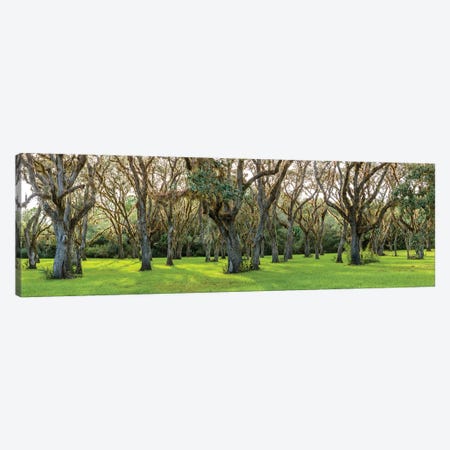 Trees In A Park, Florida, USA Canvas Print #PIM14975} by Panoramic Images Canvas Art