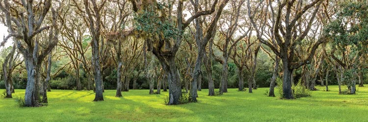 Trees In A Park, Florida, USA