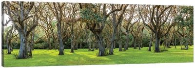 Trees In A Park, Florida, USA Canvas Art Print - Marsh & Swamp Art