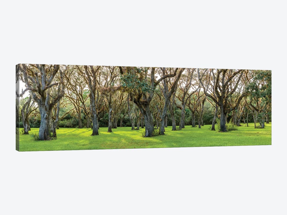 Trees In A Park, Florida, USA by Panoramic Images 1-piece Canvas Art
