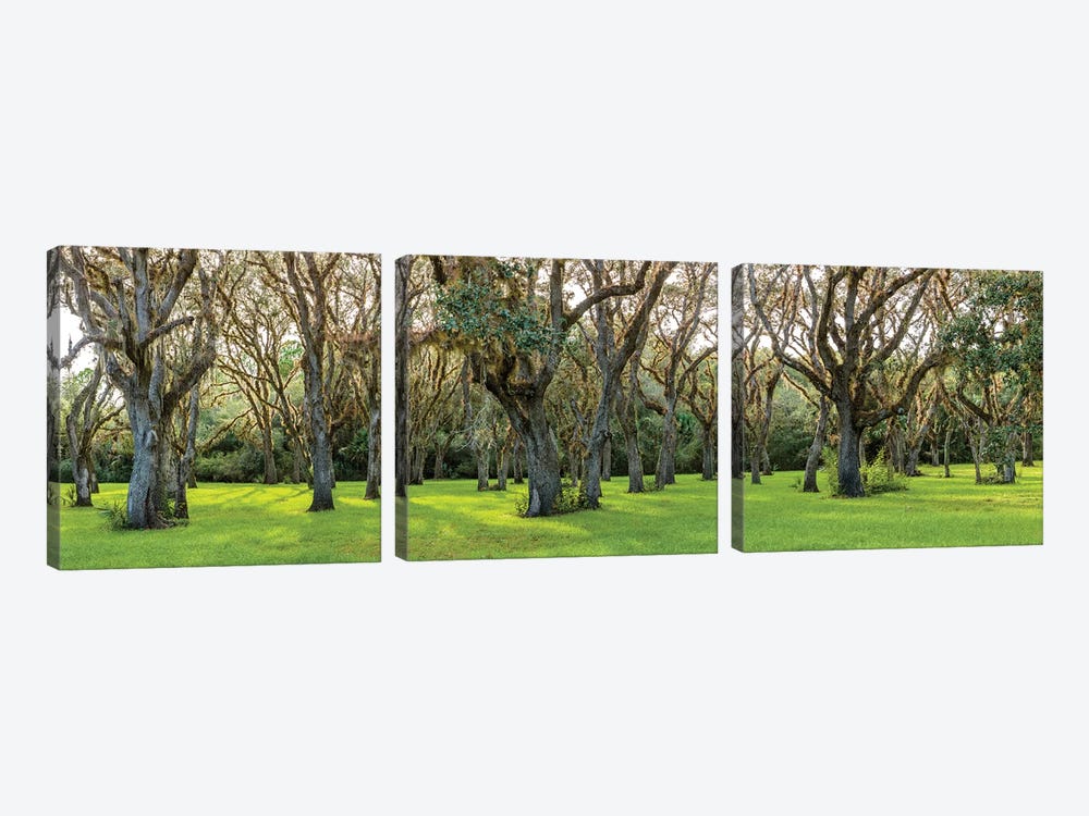 Trees In A Park, Florida, USA by Panoramic Images 3-piece Canvas Wall Art