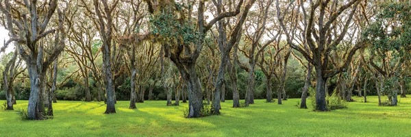 Marshes & Swamps: Trees In A Park, Florida, USA by Panoramic Images