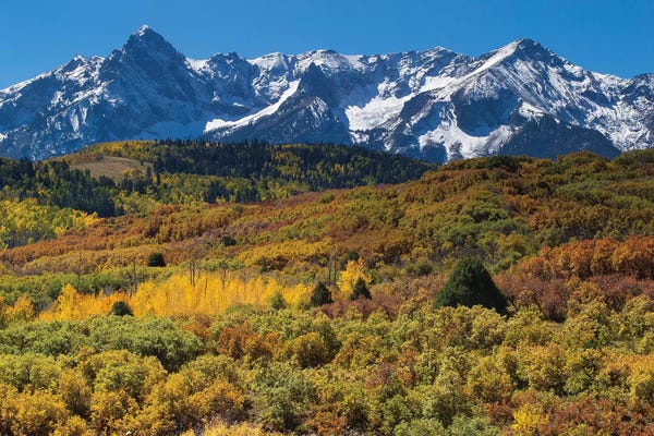 Aspen: Trees With Mountain Range In The Background, Aspen, Pitkin County, Colorado, USA I by Panoramic Images