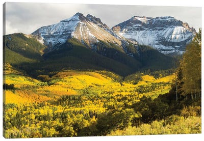 Trees With Mountain Range In The Background, Aspen, Pitkin County, Colorado, USA II Canvas Art Print - Colorado Art