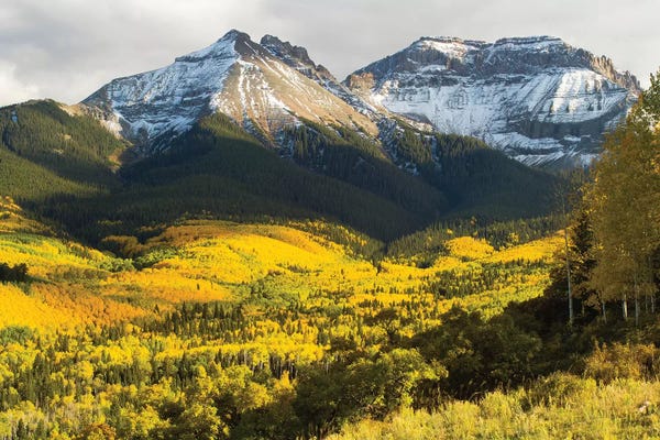Colorado: Trees With Mountain Range In The Background, Aspen, Pitkin County, Colorado, USA II by Panoramic Images
