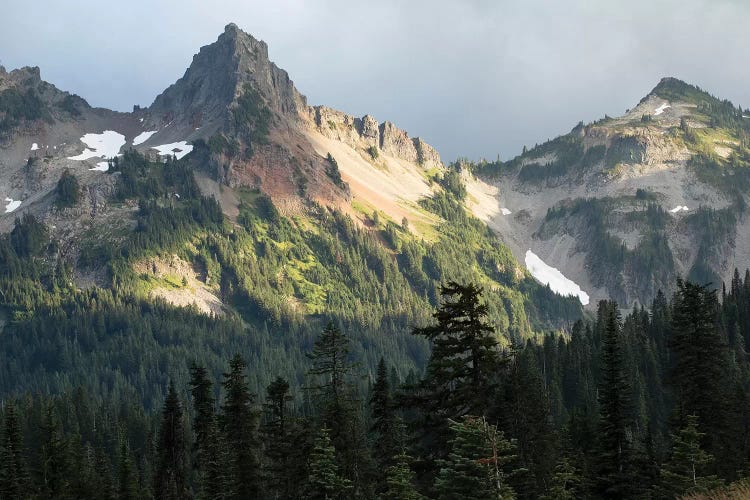 Trees With Mountain Range In The Background, Mount Rainier National Park, Washington State, USA