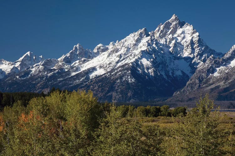 Trees With Mountain Range In The Background, Teton Range, Grand Teton National Park, Wyoming, USA