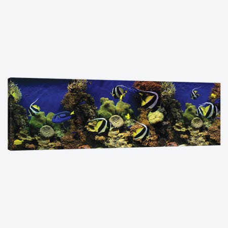 Tropical Fish Swimming Underwater Among The Coral Canvas Print #PIM14989} by Panoramic Images Canvas Art