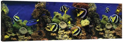Tropical Fish Swimming Underwater Among The Coral Canvas Art Print - Coral Art