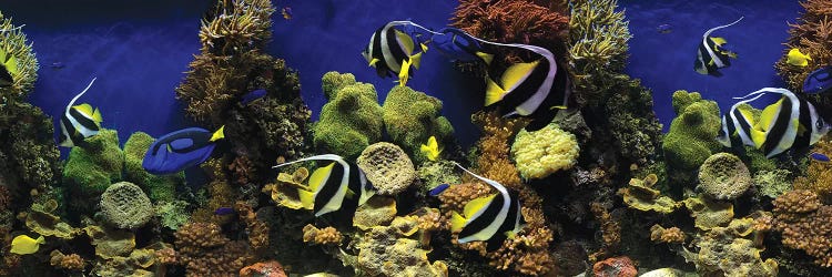 Tropical Fish Swimming Underwater Among The Coral