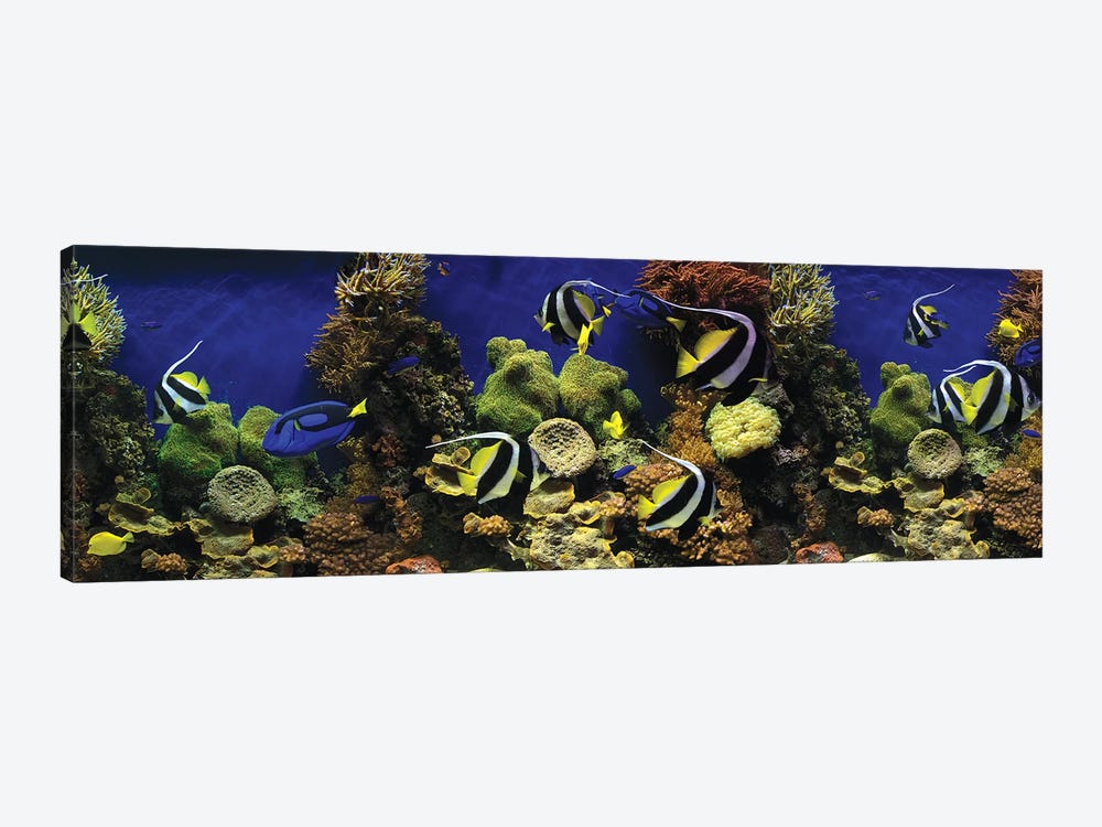 Tropical Fish Swimming Underwater Among The Coral by Panoramic Images 1-piece Canvas Print