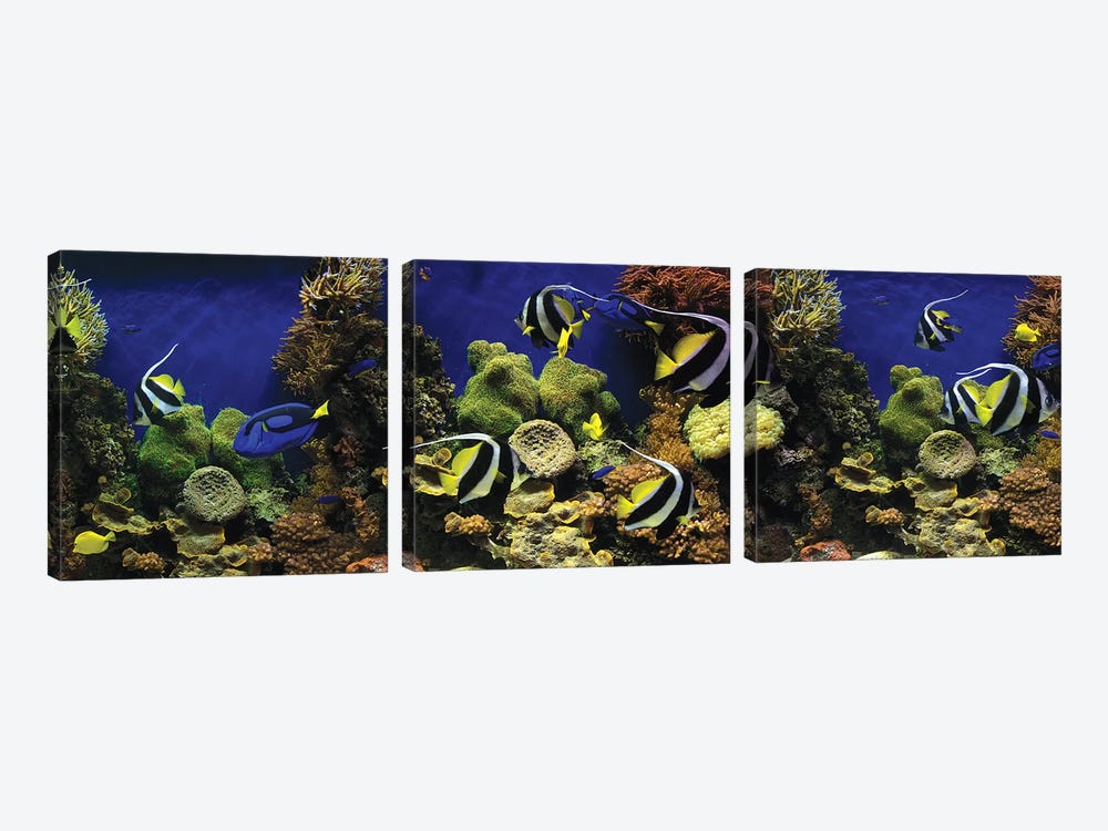 Tropical Fish Swimming Underwater Among The Coral by Panoramic Images 3-piece Art Print