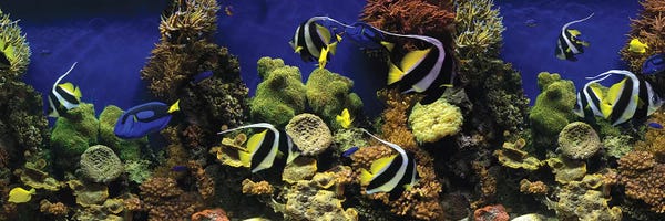 Coral: Tropical Fish Swimming Underwater Among The Coral by Panoramic Images