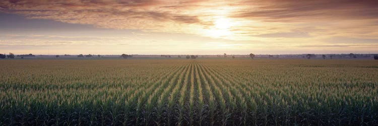 View Of Corn Field At Sunrise, Sacramento, California, USA