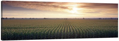 View Of Corn Field At Sunrise, Sacramento, California, USA Canvas Art Print - Corn Art