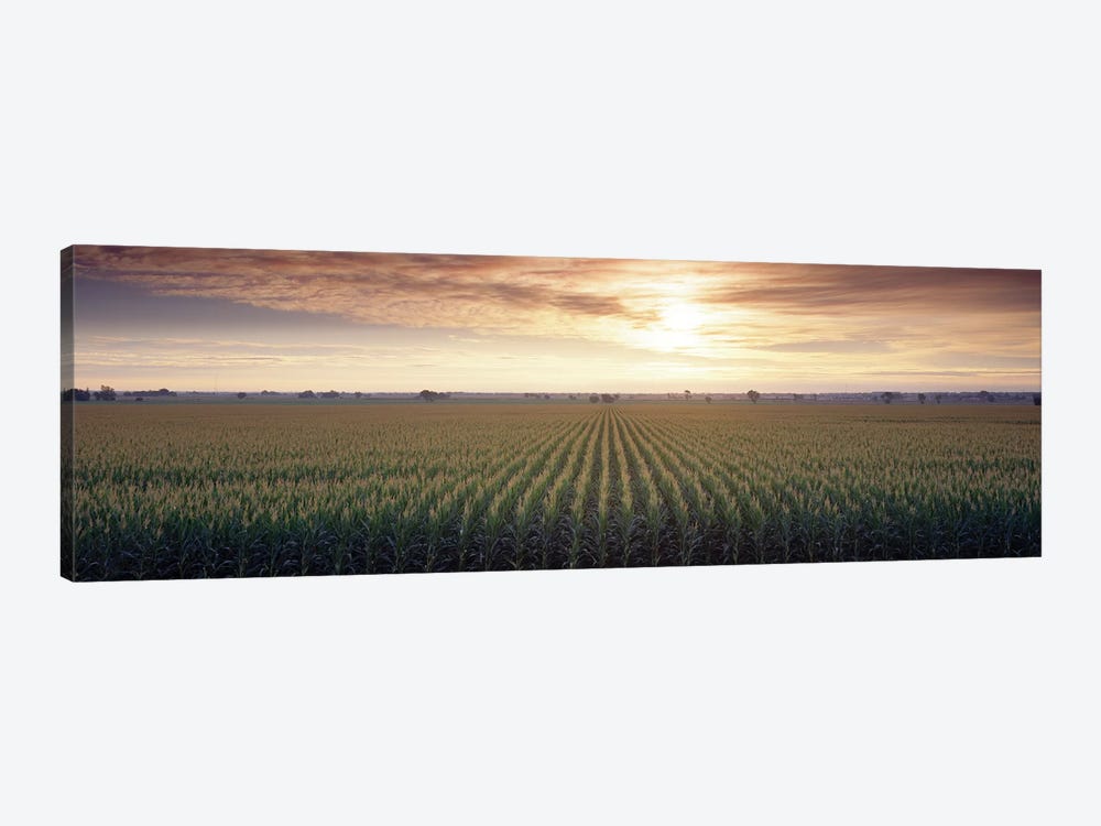 View Of Corn Field At Sunrise, Sacramento, California, USA by Panoramic Images 1-piece Art Print