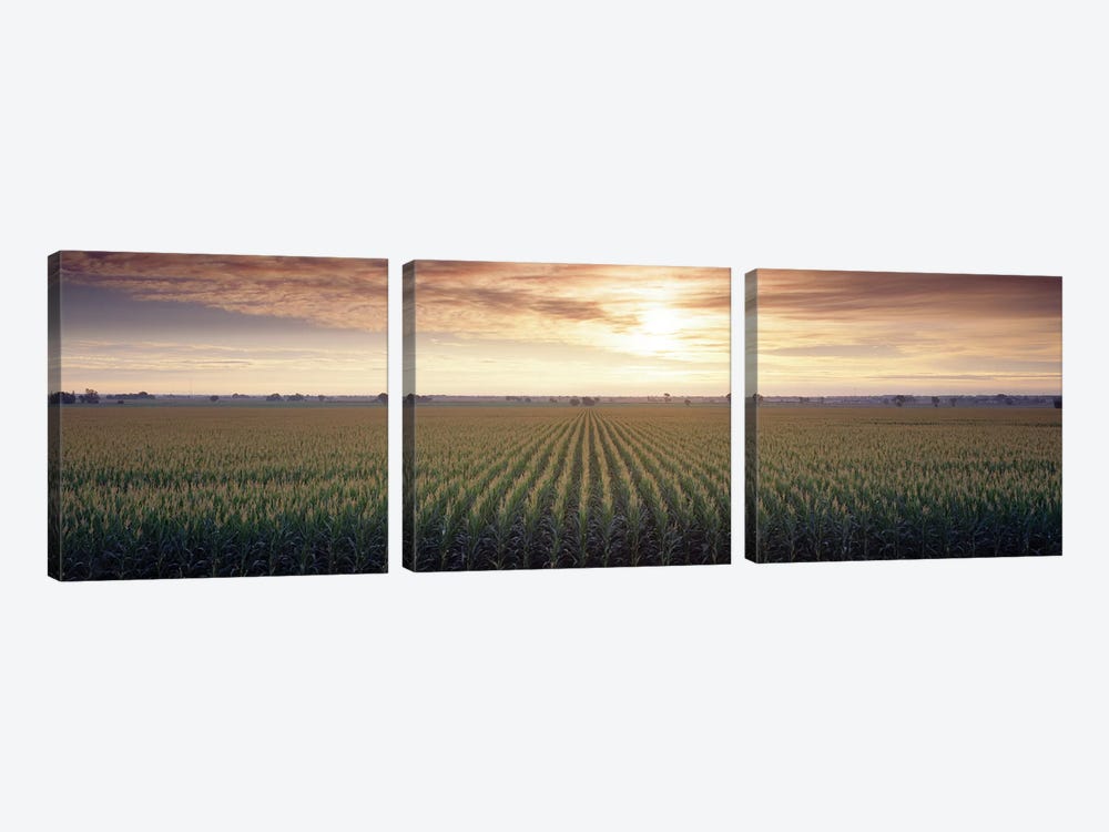 View Of Corn Field At Sunrise, Sacramento, California, USA by Panoramic Images 3-piece Canvas Art Print