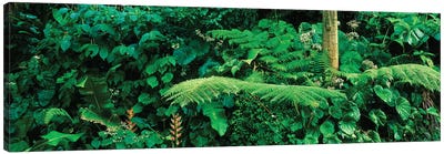 View Of Rainforest, Papillote Wilderness Retreat And Nature Sanctuary, Dominica, Caribbean I Canvas Art Print - Fern Art