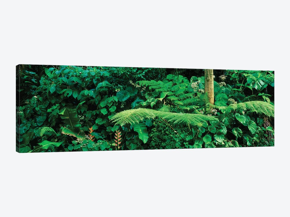 View Of Rainforest, Papillote Wilderness Retreat And Nature Sanctuary, Dominica, Caribbean I by Panoramic Images 1-piece Canvas Wall Art