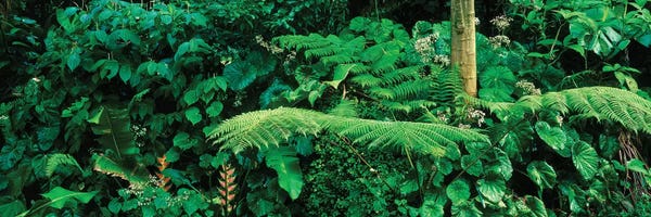 Ferns: View Of Rainforest, Papillote Wilderness Retreat And Nature Sanctuary, Dominica, Caribbean I by Panoramic Images