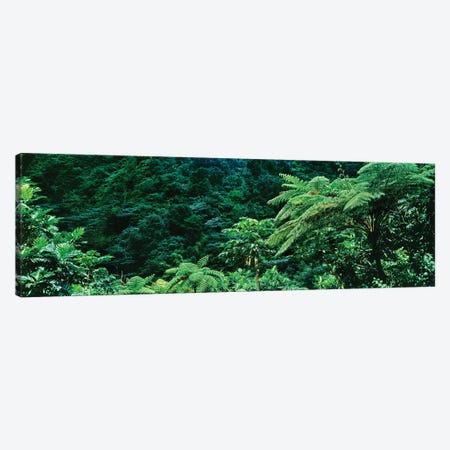 View Of Rainforest, Papillote Wilderness Retreat And Nature Sanctuary, Dominica, Caribbean II Canvas Print #PIM15005} by Panoramic Images Art Print