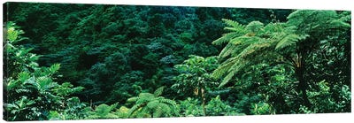 View Of Rainforest, Papillote Wilderness Retreat And Nature Sanctuary, Dominica, Caribbean II Canvas Art Print - Fern Art