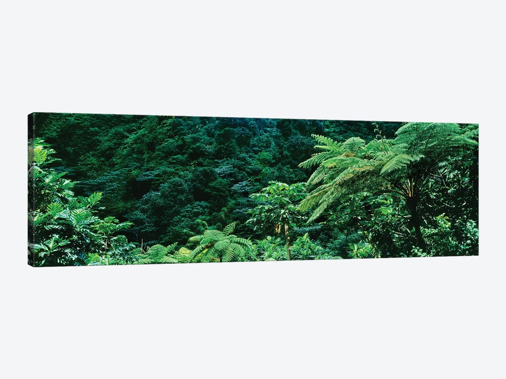 View Of Rainforest, Papillote Wilderness Retreat And Nature Sanctuary, Dominica, Caribbean II by Panoramic Images 1-piece Art Print