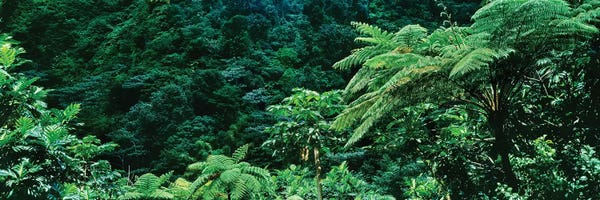 Ferns: View Of Rainforest, Papillote Wilderness Retreat And Nature Sanctuary, Dominica, Caribbean II by Panoramic Images