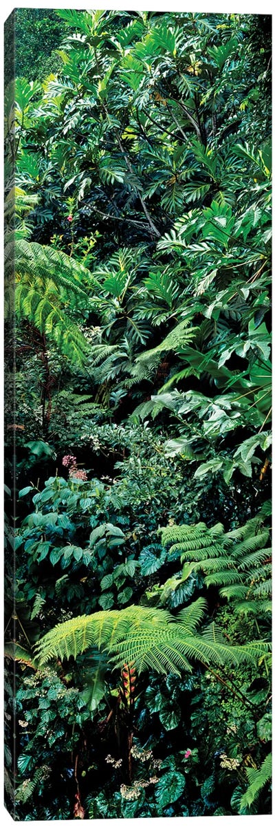 View Of Rainforest, Papillote Wilderness Retreat And Nature Sanctuary, Dominica, Caribbean III Canvas Art Print - Ferns