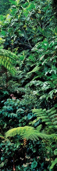 Ferns: View Of Rainforest, Papillote Wilderness Retreat And Nature Sanctuary, Dominica, Caribbean III by Panoramic Images