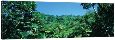 View Of Rainforest, Papillote Wilderness Retreat And Nature Sanctuary, Dominica, Caribbean IV Canvas Art Print - Fern Art