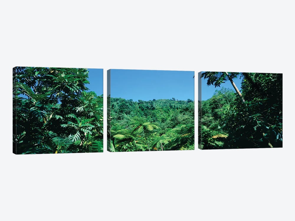 View Of Rainforest, Papillote Wilderness Retreat And Nature Sanctuary, Dominica, Caribbean IV by Panoramic Images 3-piece Art Print
