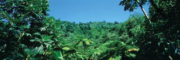 Ferns: View Of Rainforest, Papillote Wilderness Retreat And Nature Sanctuary, Dominica, Caribbean IV by Panoramic Images