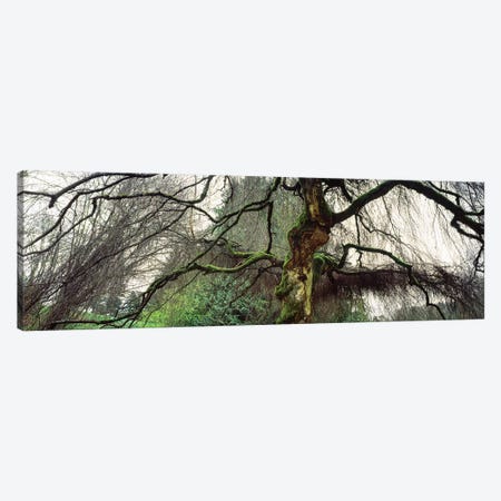 Washington Park, Seattle, Washington State, USA II Canvas Print #PIM15014} by Panoramic Images Canvas Wall Art