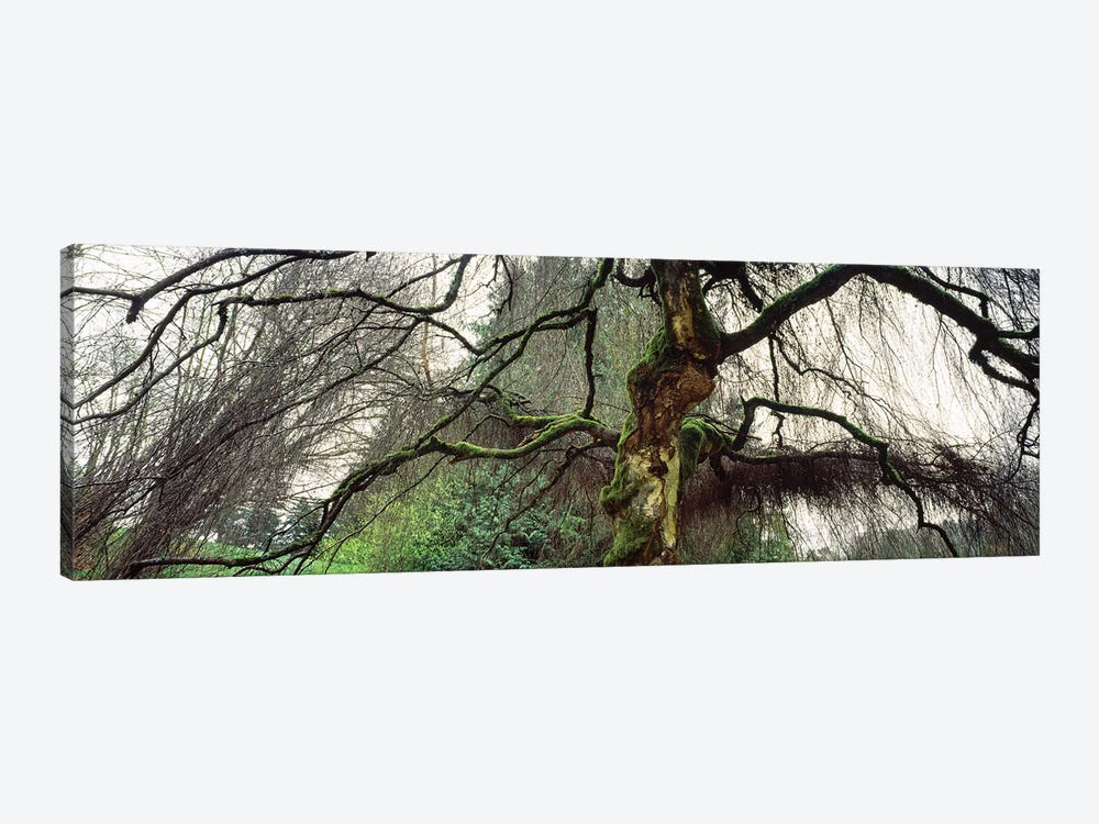 Washington Park, Seattle, Washington State, USA II by Panoramic Images 1-piece Canvas Print