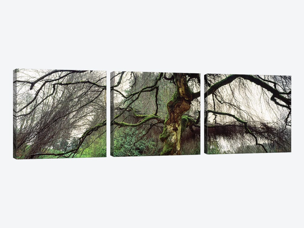 Washington Park, Seattle, Washington State, USA II by Panoramic Images 3-piece Art Print