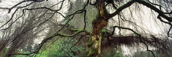 Seattle: Washington Park, Seattle, Washington State, USA II by Panoramic Images