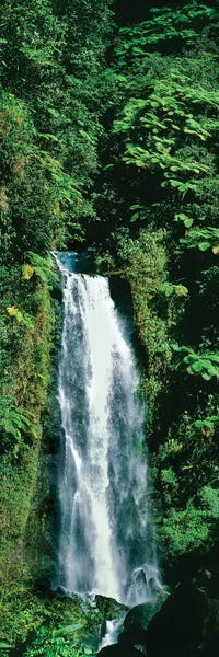 Waterfalls: Waterfall In A Forest, Mother Falls, Trafalgar Falls, Dominica, Caribbean by Panoramic Images