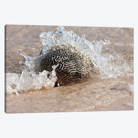 Waves Crashing On A Piece Of Coral, Culebra Island, Puerto Rico Canvas Print #PIM15031} by Panoramic Images Canvas Art Print