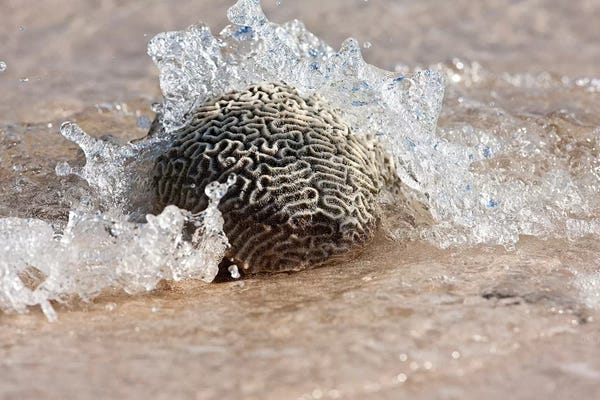 Culebra: Waves Crashing On A Piece Of Coral, Culebra Island, Puerto Rico by Panoramic Images